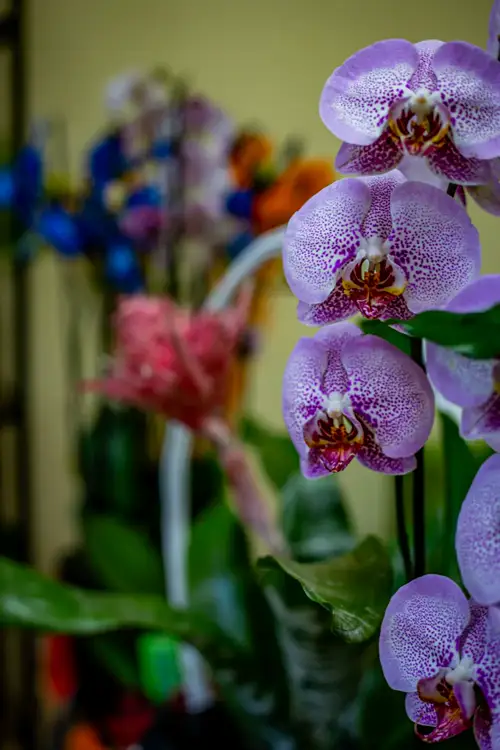 Orhidee Phalaenopsis mov înflorite în magazin
