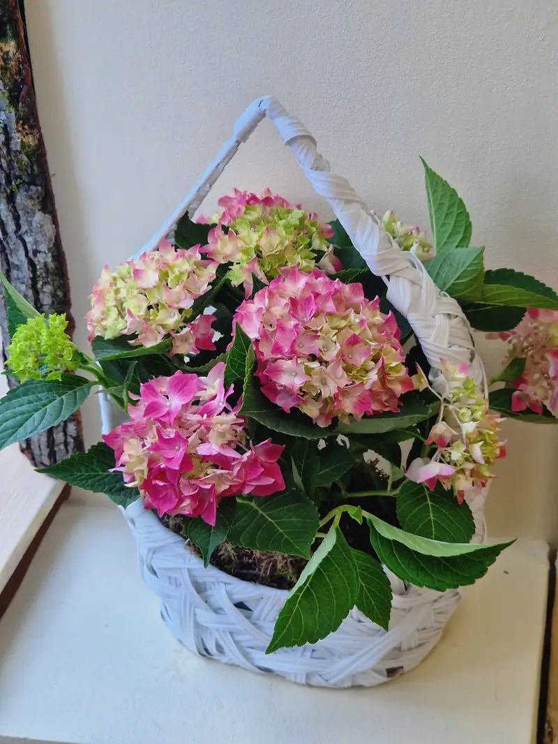 Hortensie în Coș