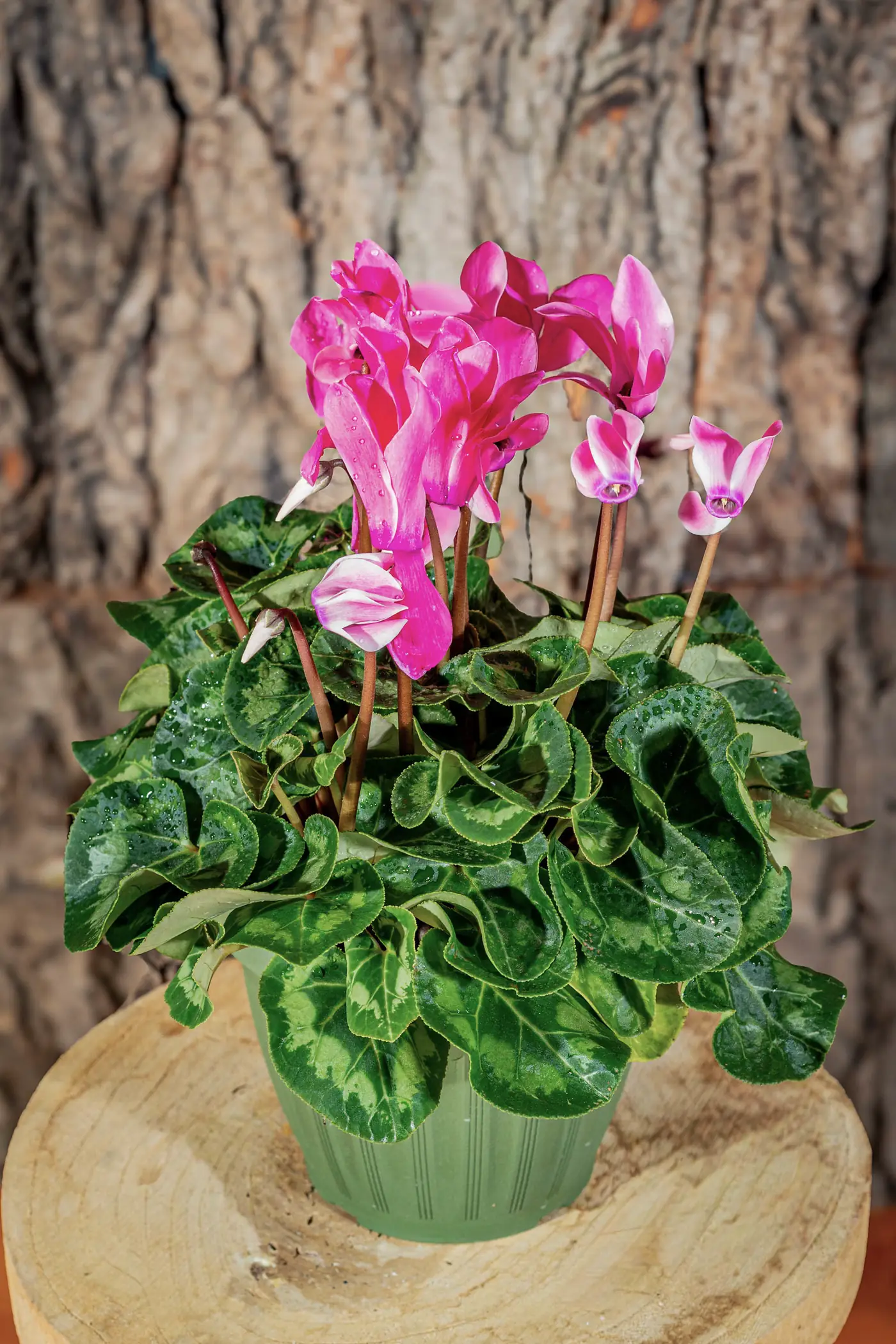 Plantă la ghiveci nr. 22