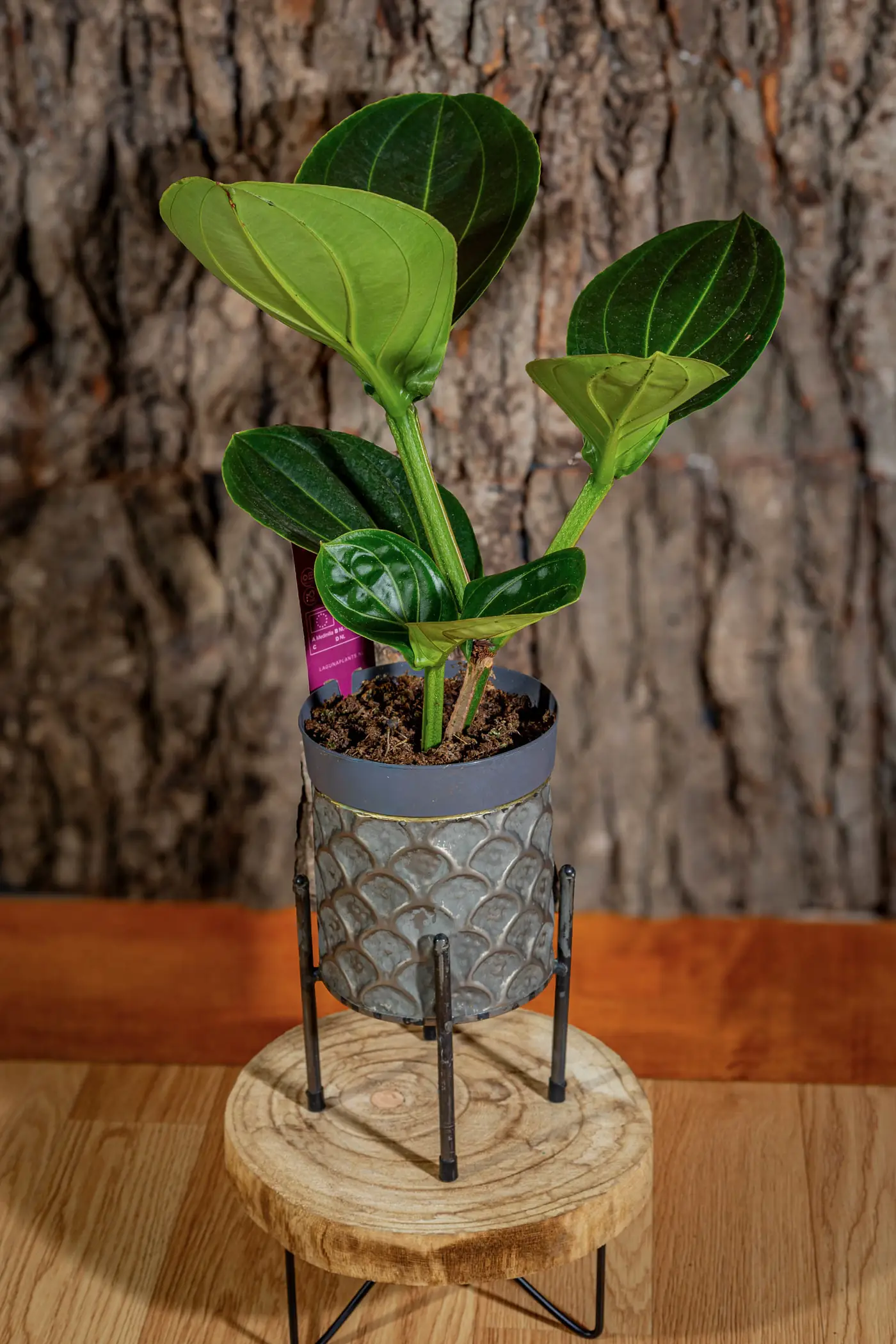 Plantă la ghiveci nr. 9