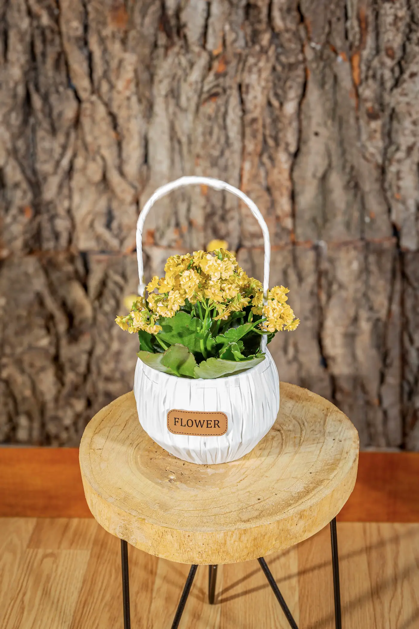 Plantă la ghiveci nr. 17