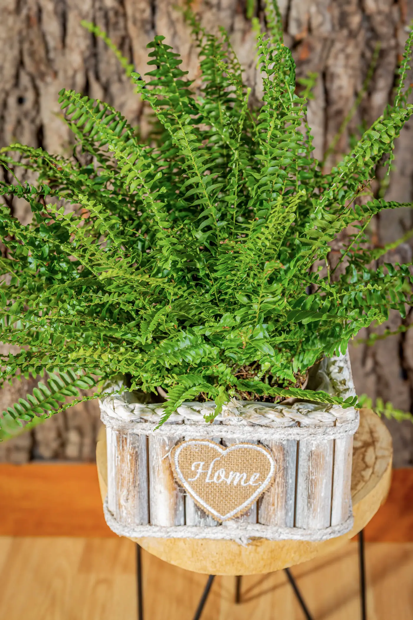 Plantă la ghiveci nr. 25