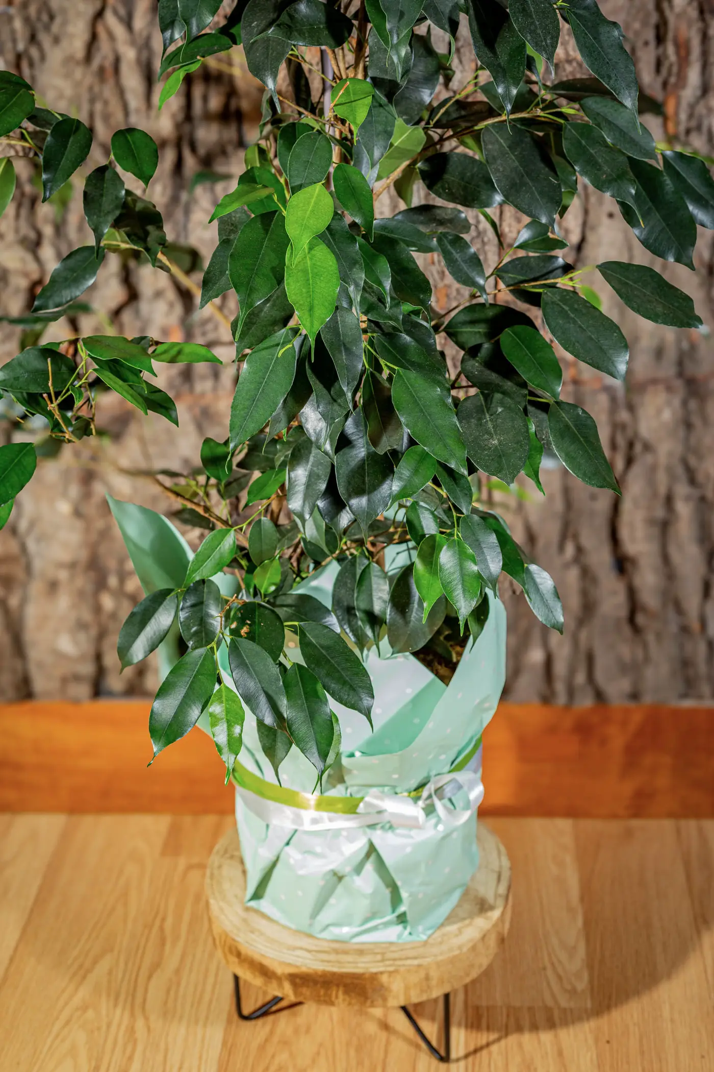 Plantă la ghiveci nr. 19