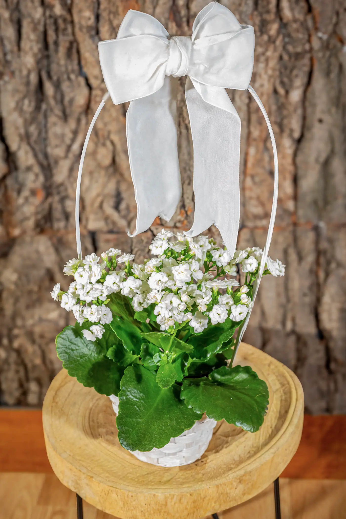 Plantă la ghiveci nr. 26